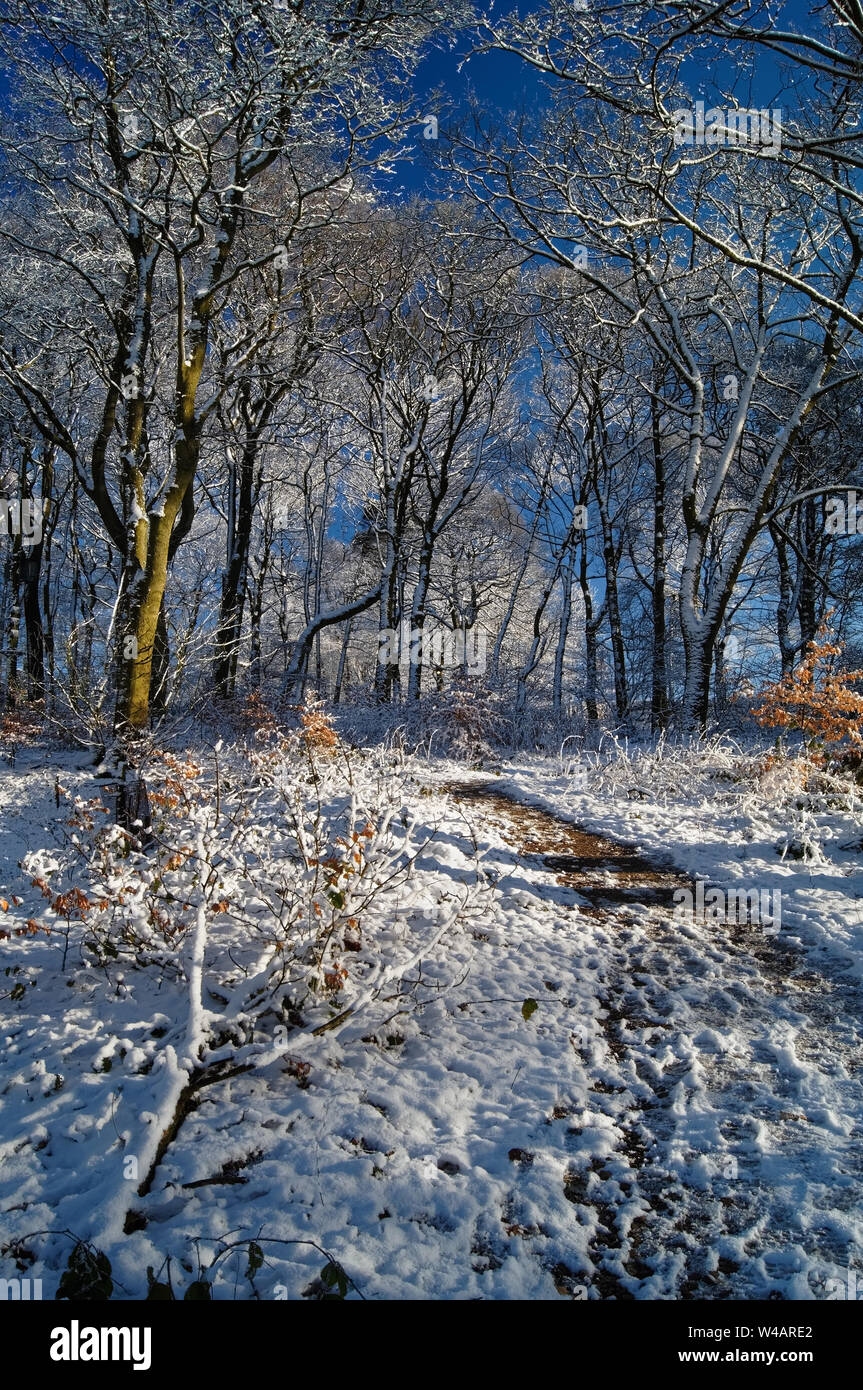 UK,Derbyshire,Peak District, Longshaw Estate Woodland after Snowfall Stock Photo