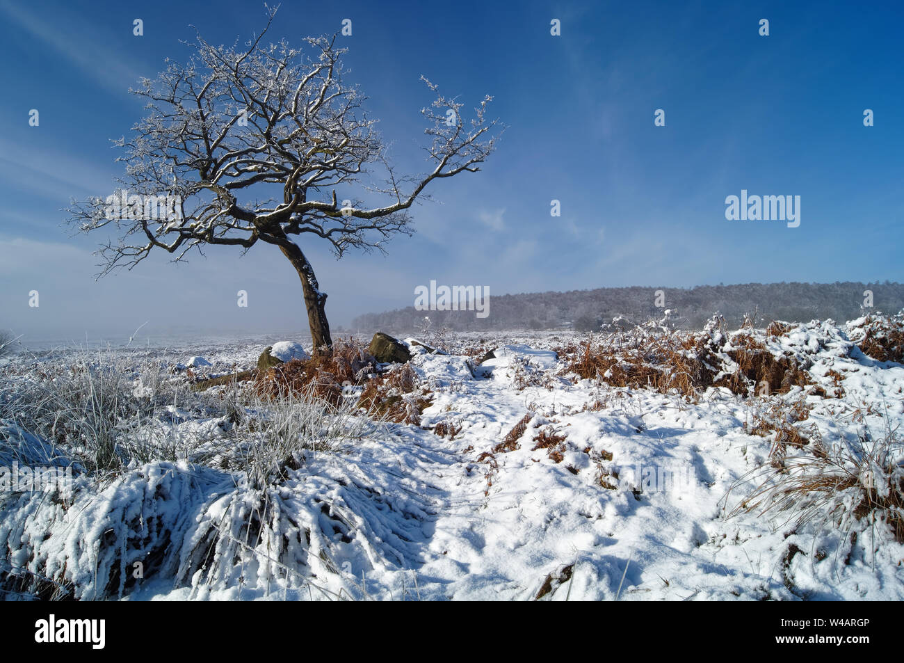 UK,Derbyshire,Peak District, Longshaw Estate,Lone Tree on Lawrence