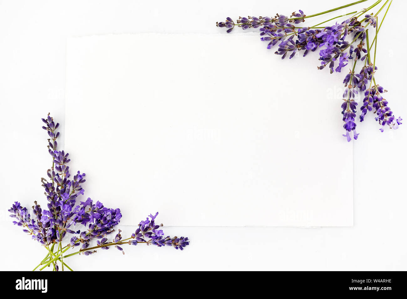 Flowers composition. Frame made of fresh lavender flowers on white  background. Flat lay, top view, copy space, square Stock Photo - Alamy