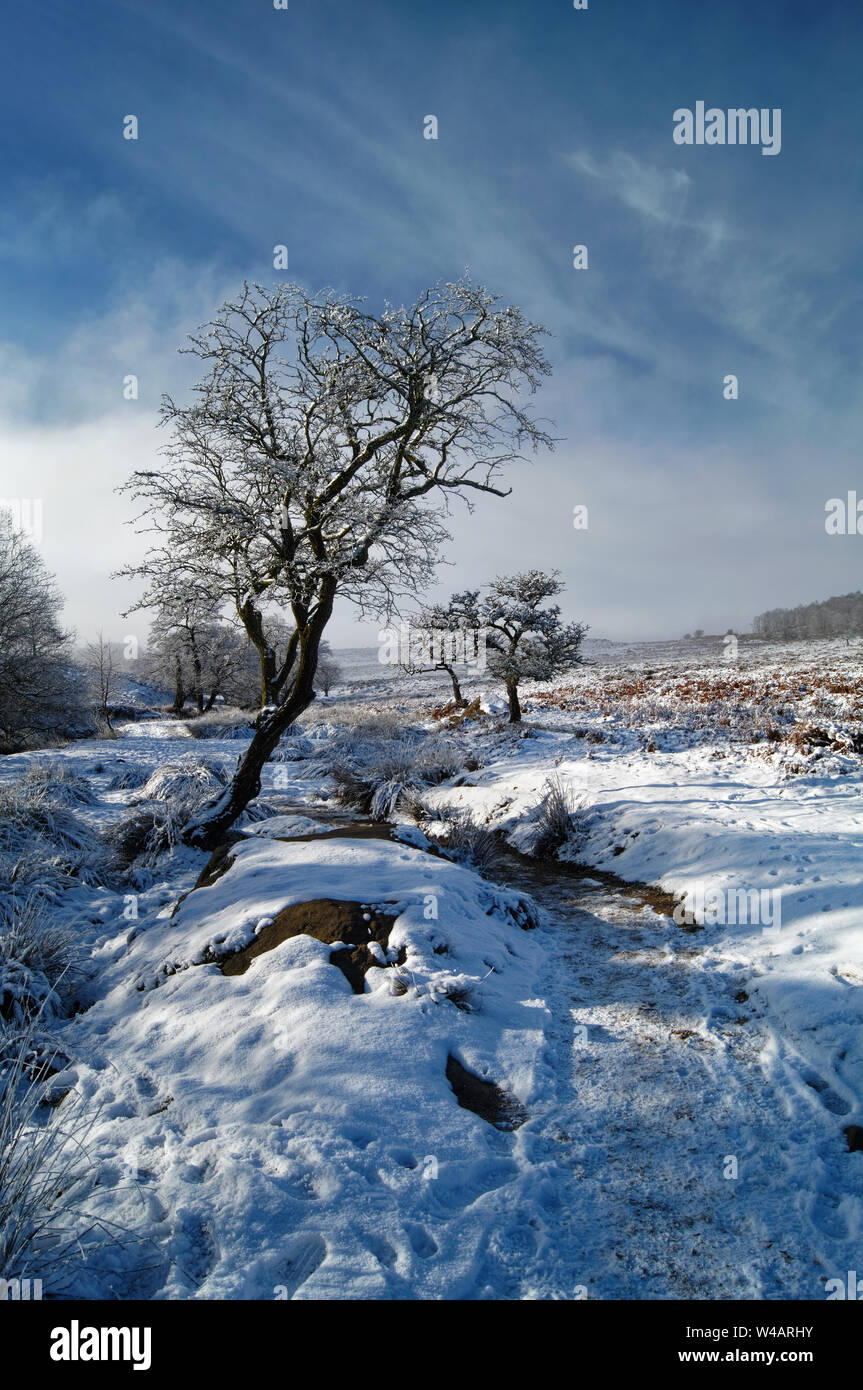 UK,Derbyshire,Peak District, Longshaw Estate,Lone Trees on Lawrence