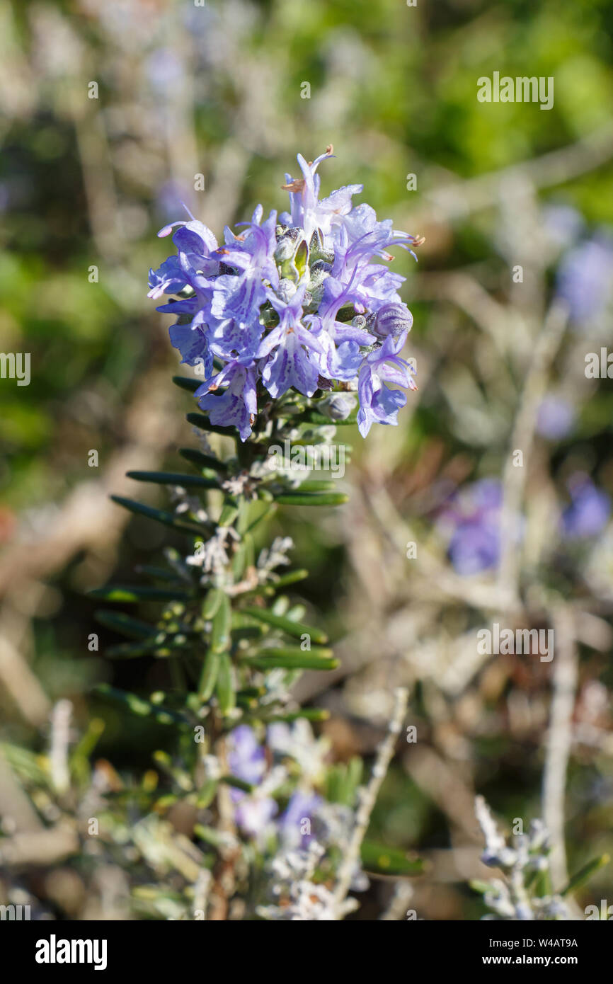 Rosemary plant with purple flowers in a garden during spring Stock