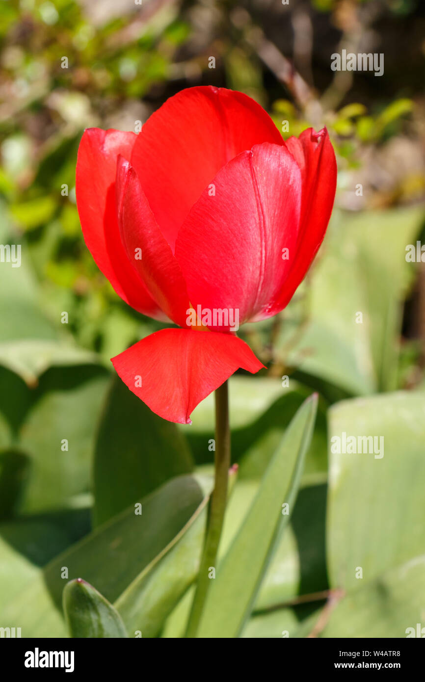 Red tulip flower in a garden during spring Stock Photo - Alamy