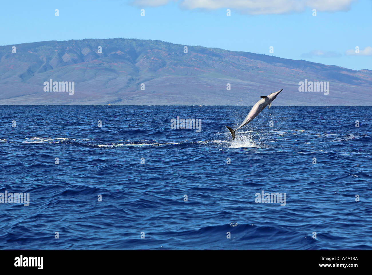 Wild dolphin performing a pirouette Stock Photo