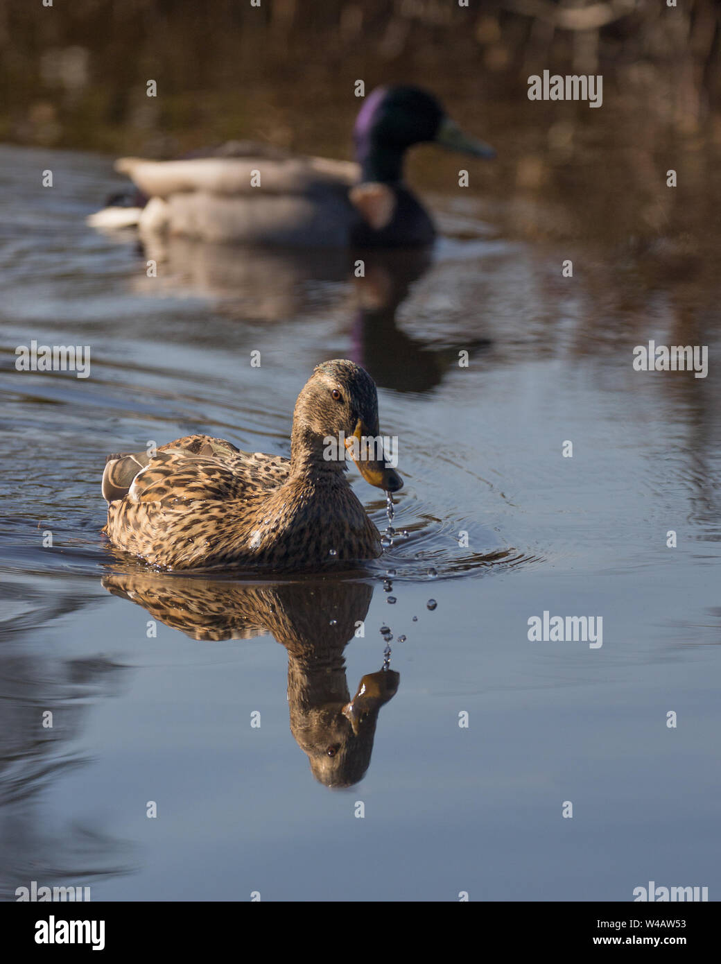 Mallard Duck, UK Stock Photo - Alamy