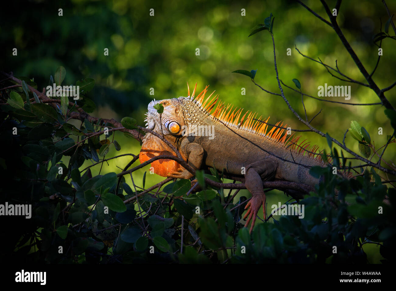 Green iguana - Iguana iguana  also known as the American iguana, is a large, arboreal, mostly herbivorous species of lizard of the genus Iguana. Stock Photo