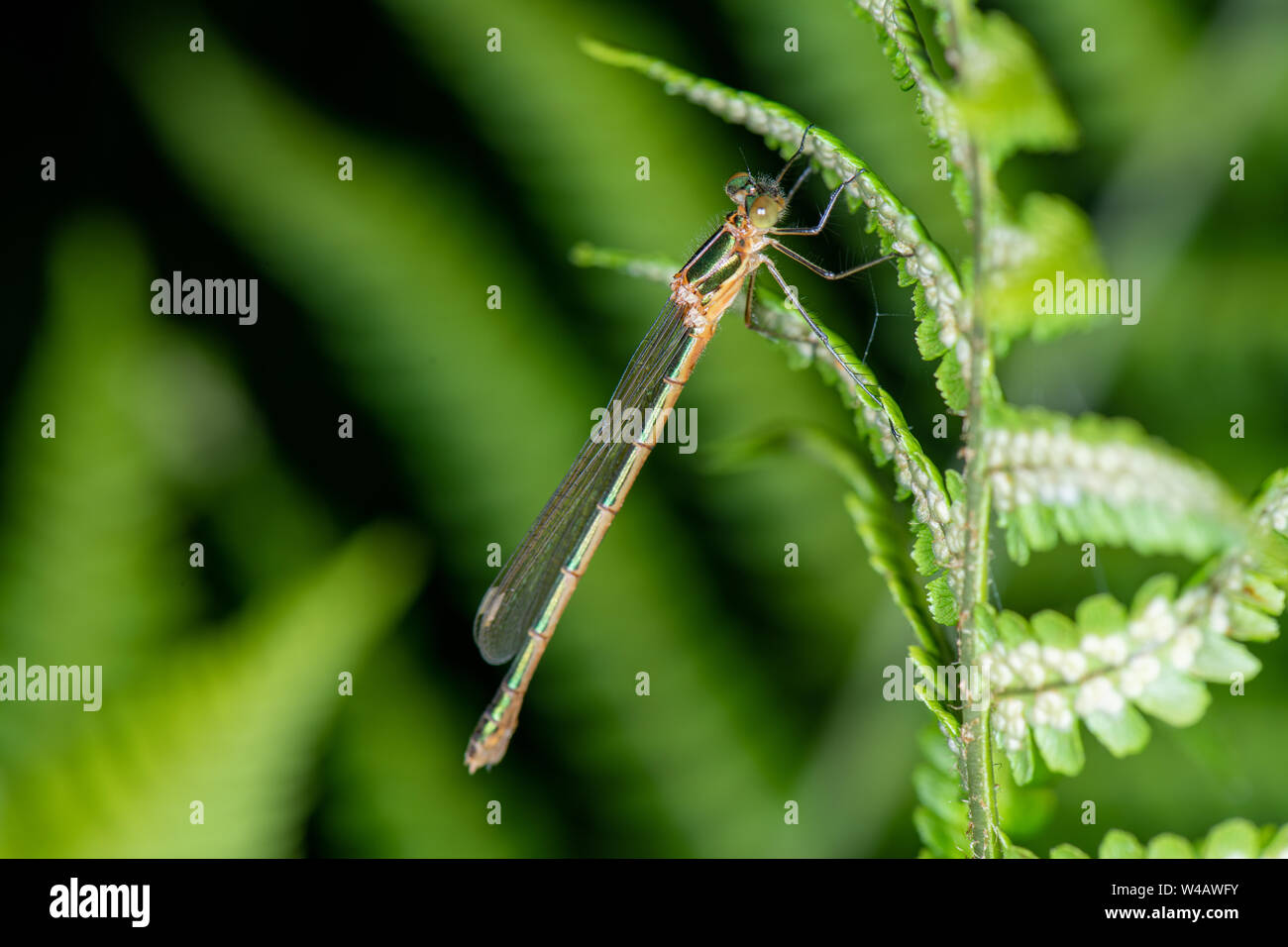 Emerald Damselfly (Lestes sponsa) female Stock Photo - Alamy