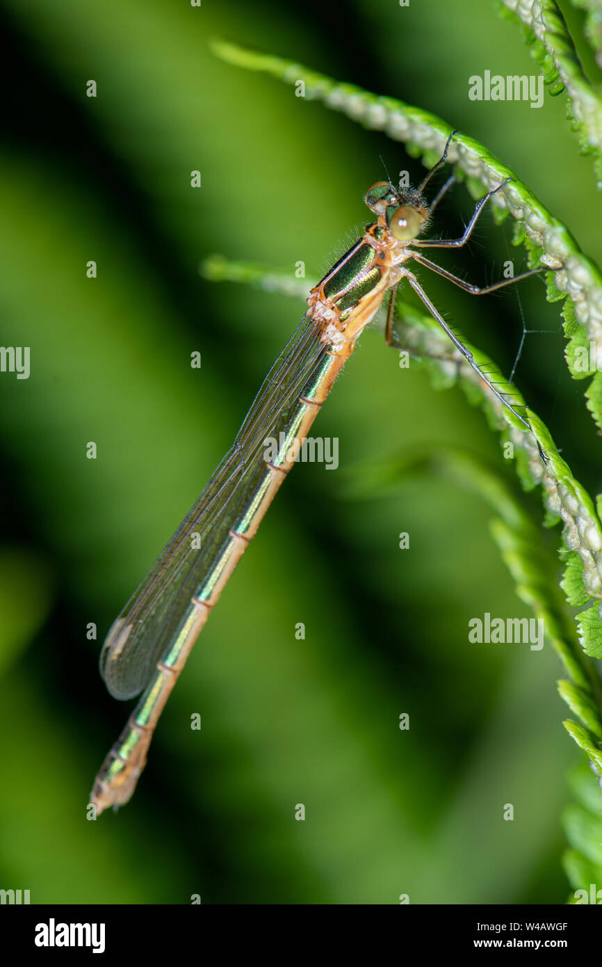 Emerald Damselfly (Lestes sponsa) female Stock Photo - Alamy