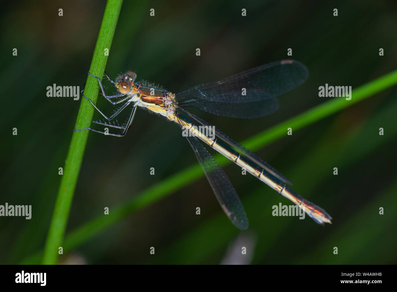 Emerald Damselfly (Lestes sponsa) female Stock Photo - Alamy
