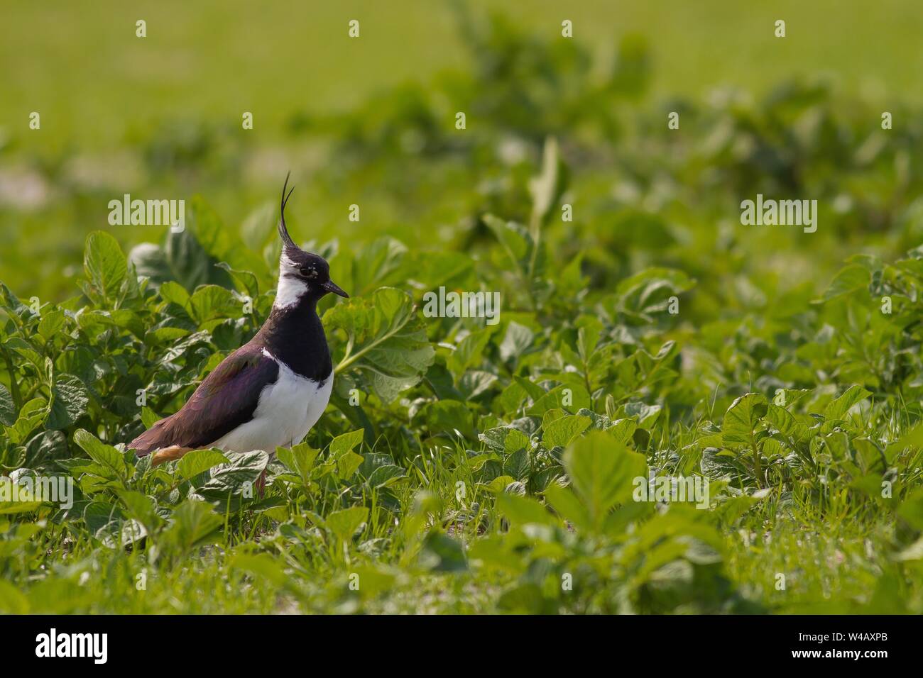 Lapwing standing in a green field on the Isle of North Uist, Scotland Stock Photo