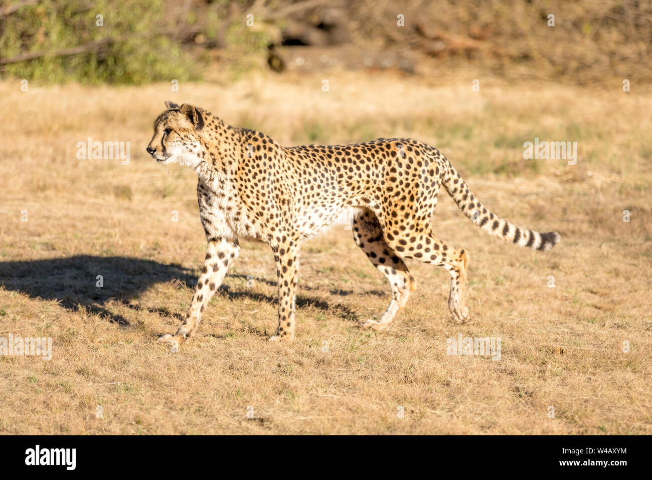 Cheetah running in South Africa, Acinonyx jubatus. Guepardo. Stock Photo