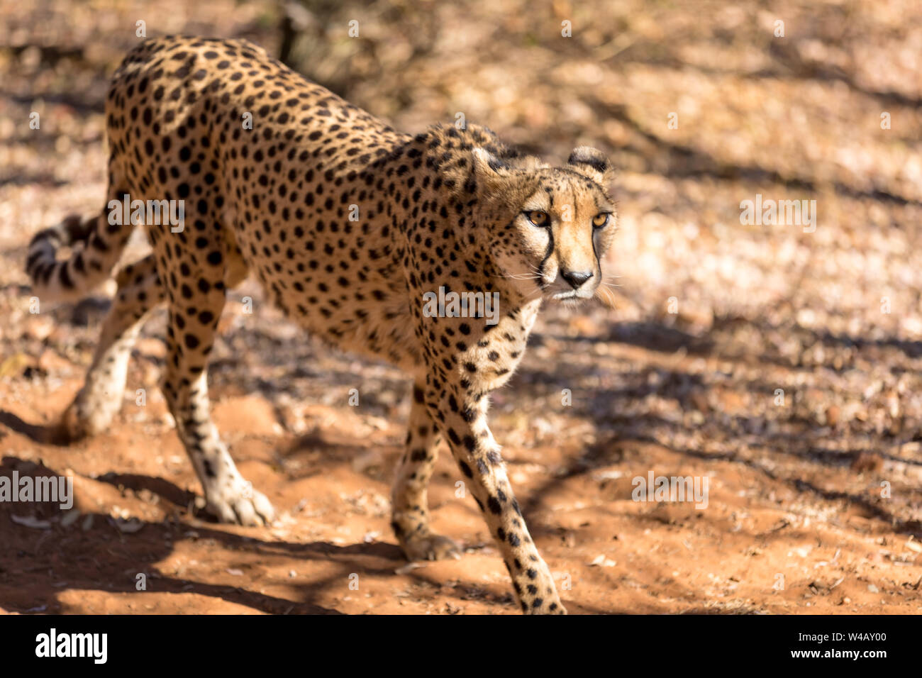 Cheetah running in South Africa, Acinonyx jubatus. Guepardo. Stock Photo