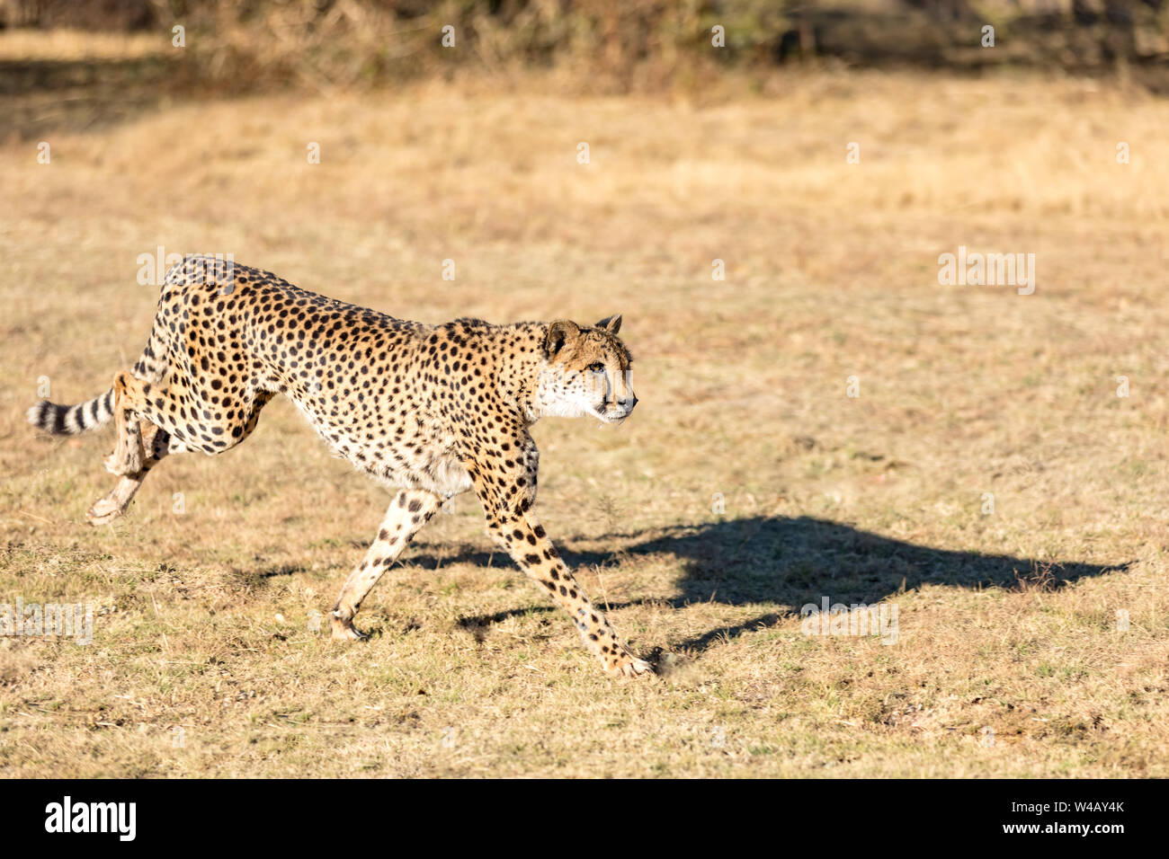 Cheetah running in South Africa, Acinonyx jubatus. Guepardo. Stock Photo