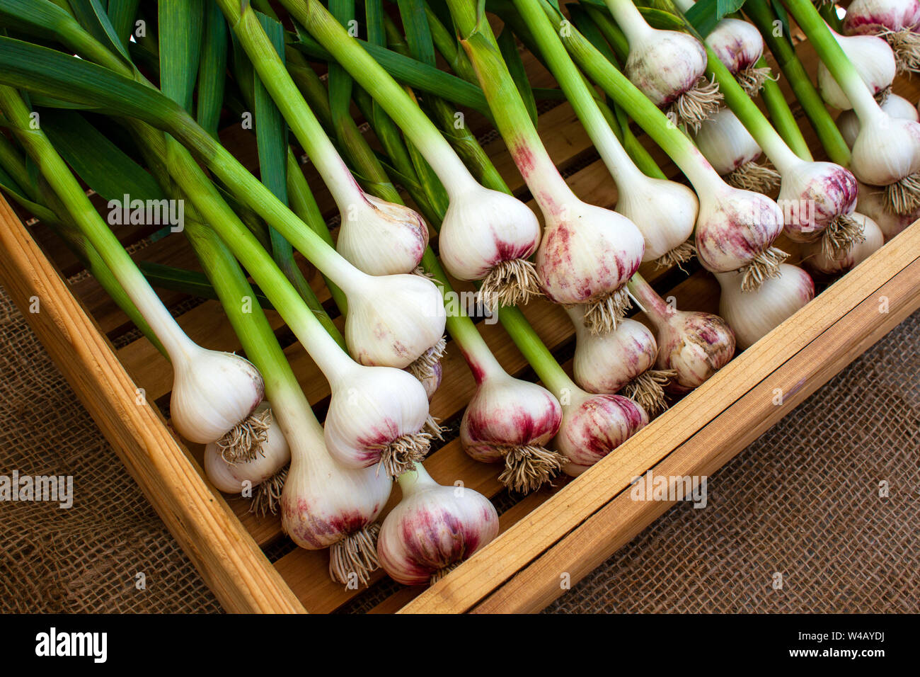 Display of fresh ripe organic red russian garlic bulb at the weekend farmer's market in the Okanagan Valley city of Penticton, British Columbia, Canad Stock Photo