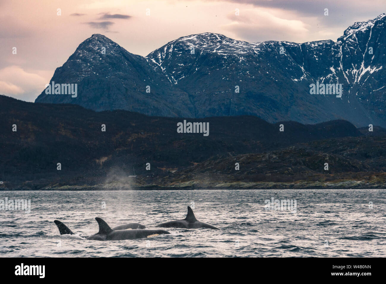 Orcas in Norwegian Sea Stock Photo