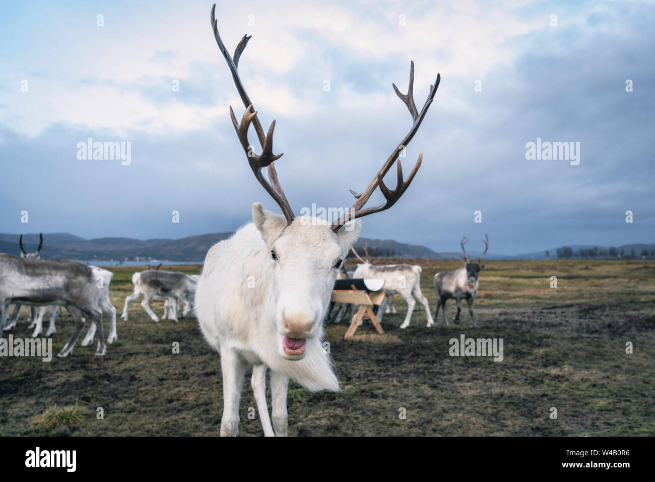 Barren ground caribou hi-res stock photography and images - Alamy