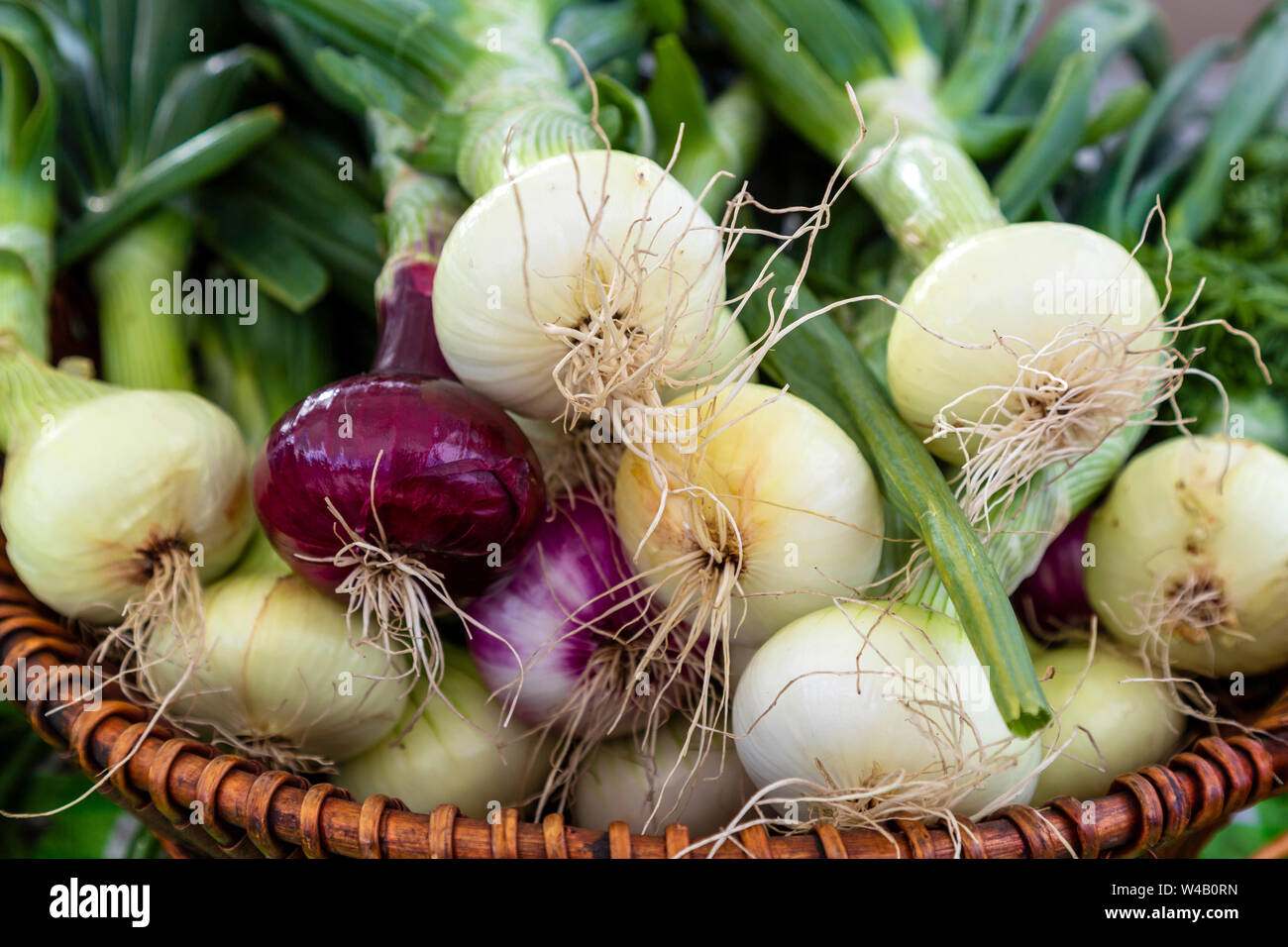 STEPHENS ONIONS & SHALLOTS - Marlborough Farmers' Market