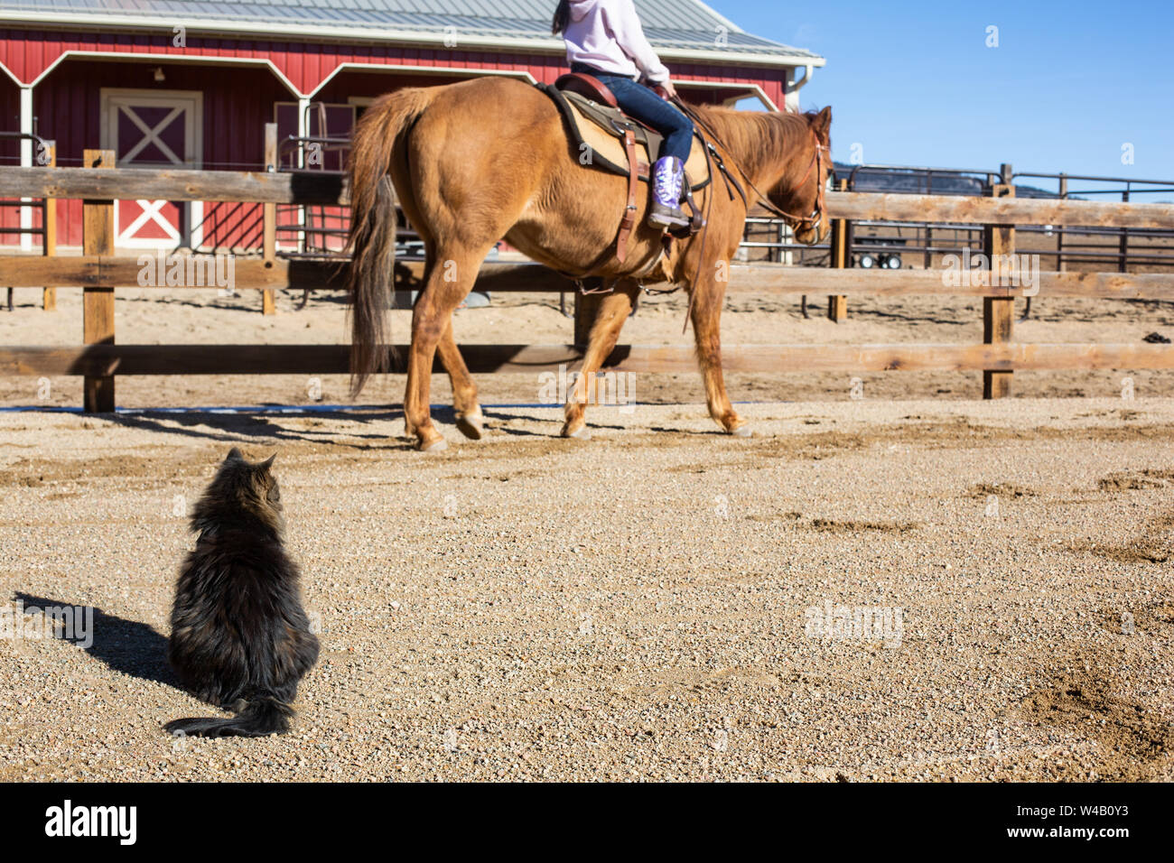 Girl walking her horse in arena with cat watchingq Stock Photo - Alamy