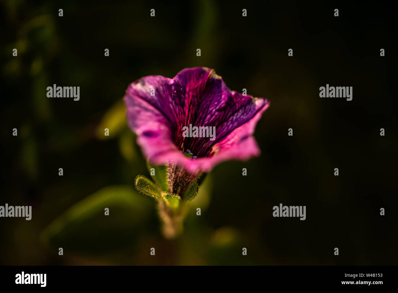 PURPLE FLOWER UP CLOSE Stock Photo - Alamy