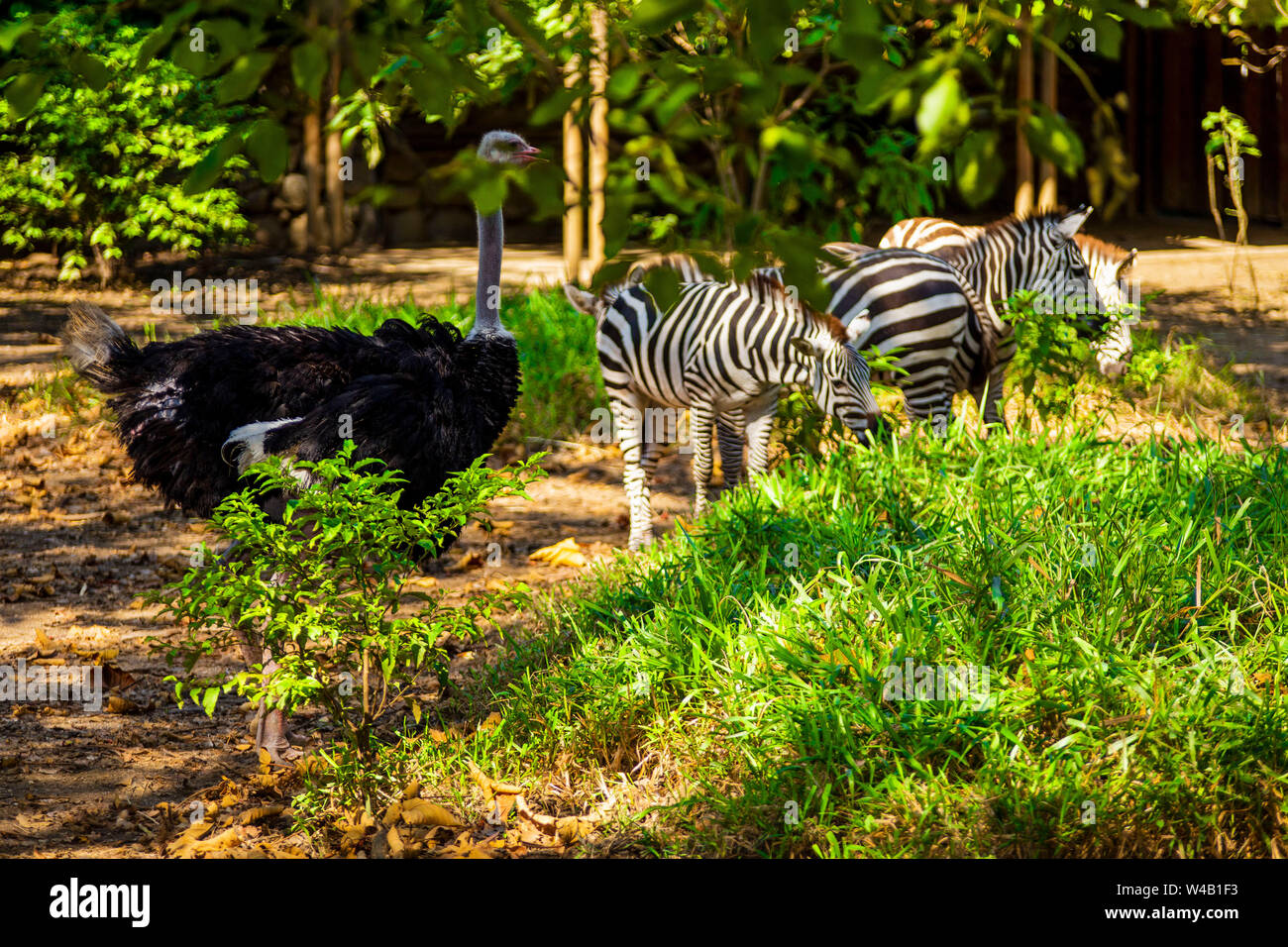 animals of the African savanna Stock Photo