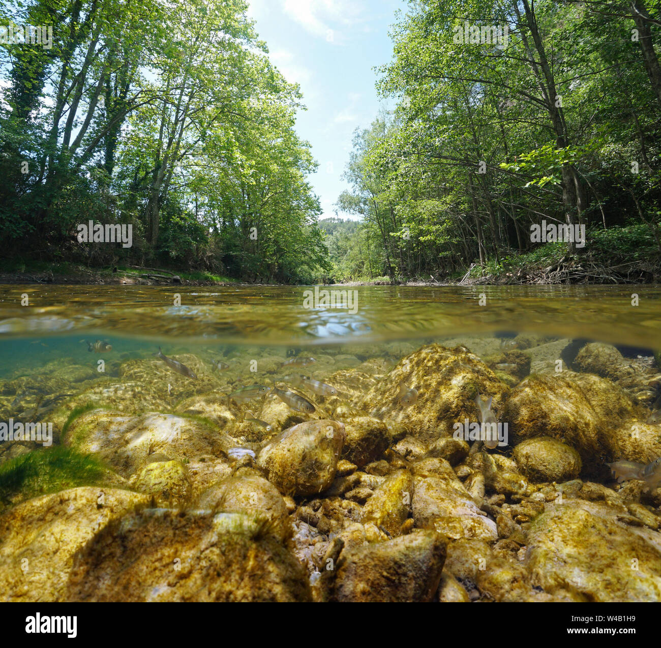 River landscape and rocks with freshwater fish underwater, split view half above and below water surface, La Muga, Catalonia, Spain Stock Photo