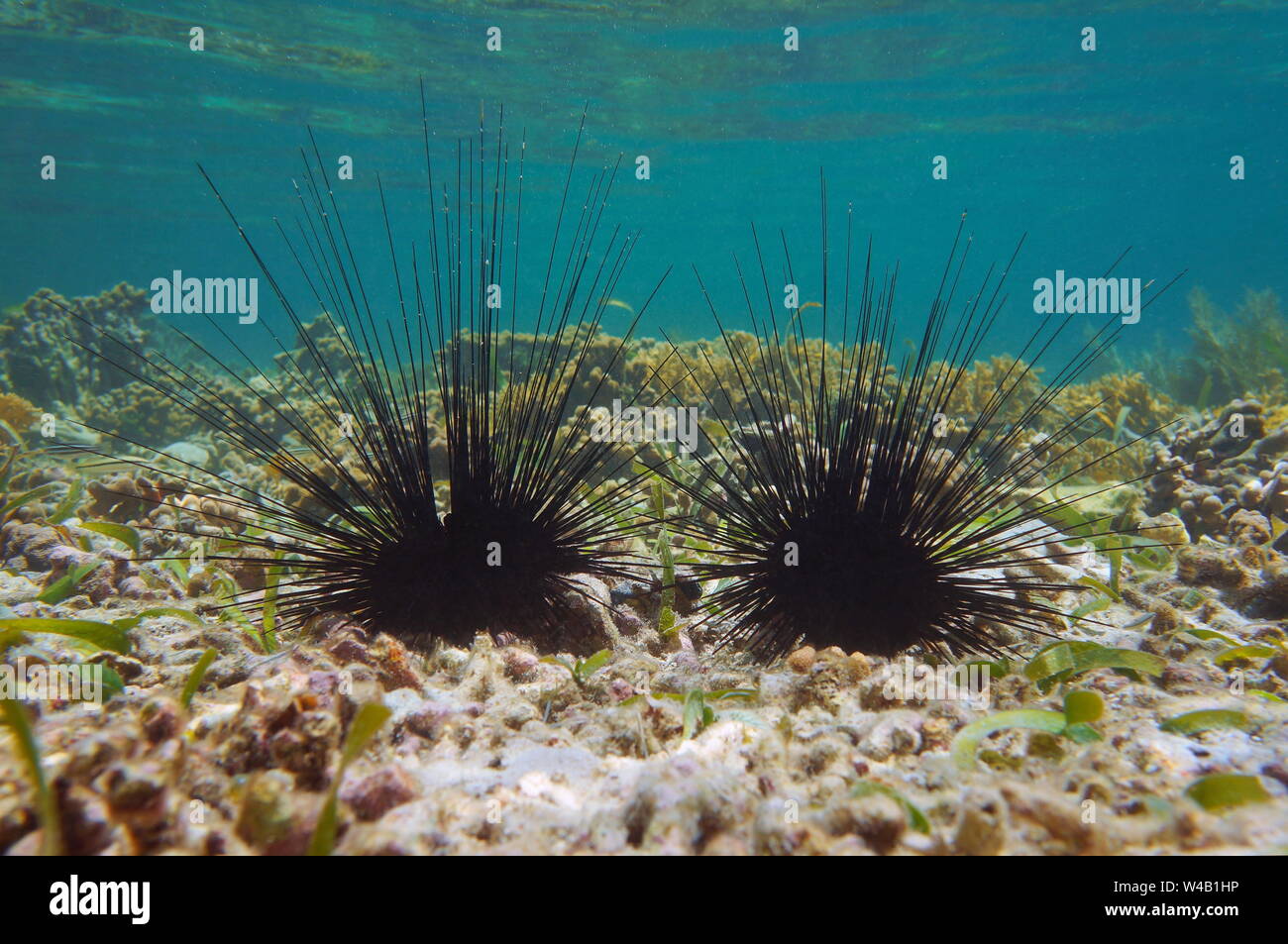Underwater two long spined sea urchins, Diadema antillarum, on the seabed in the Caribbean sea Stock Photo