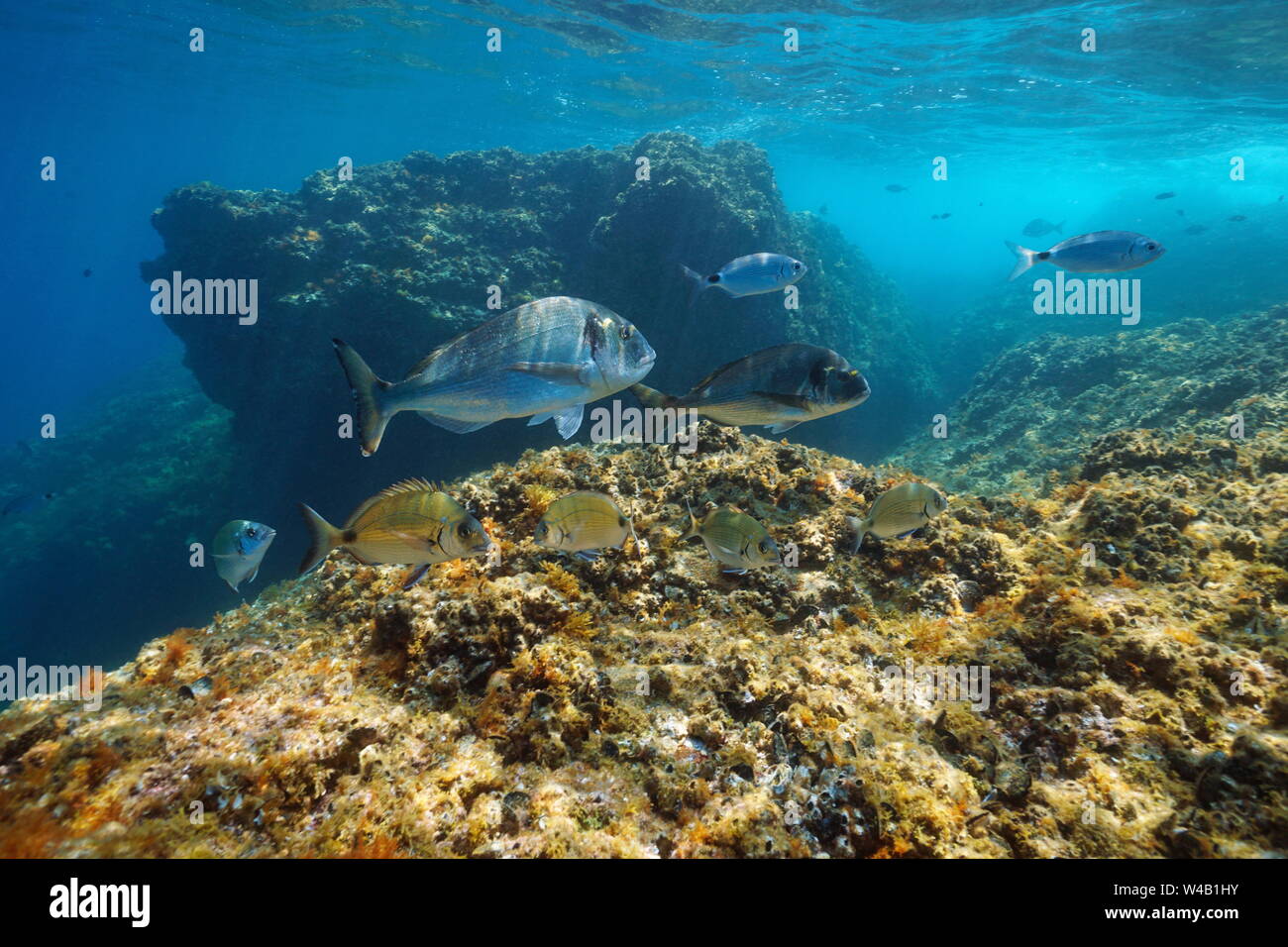 Seabream fishes underwater in the Mediterranean sea, France Stock Photo