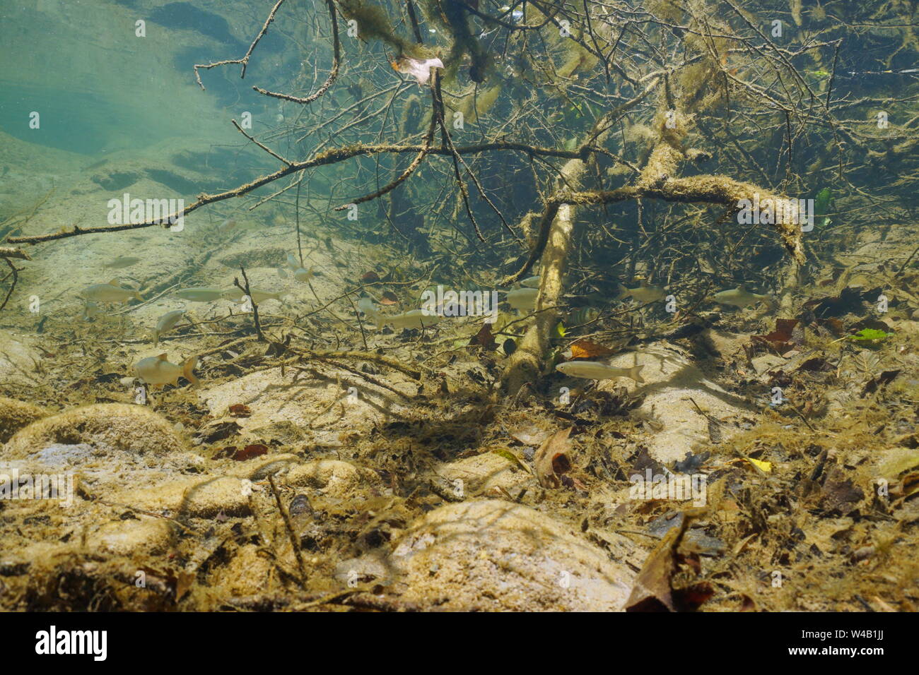 Freshwater fishes below tree branch underwater in a river, La Muga, Alt Emporda, Catalonia, Spain Stock Photo