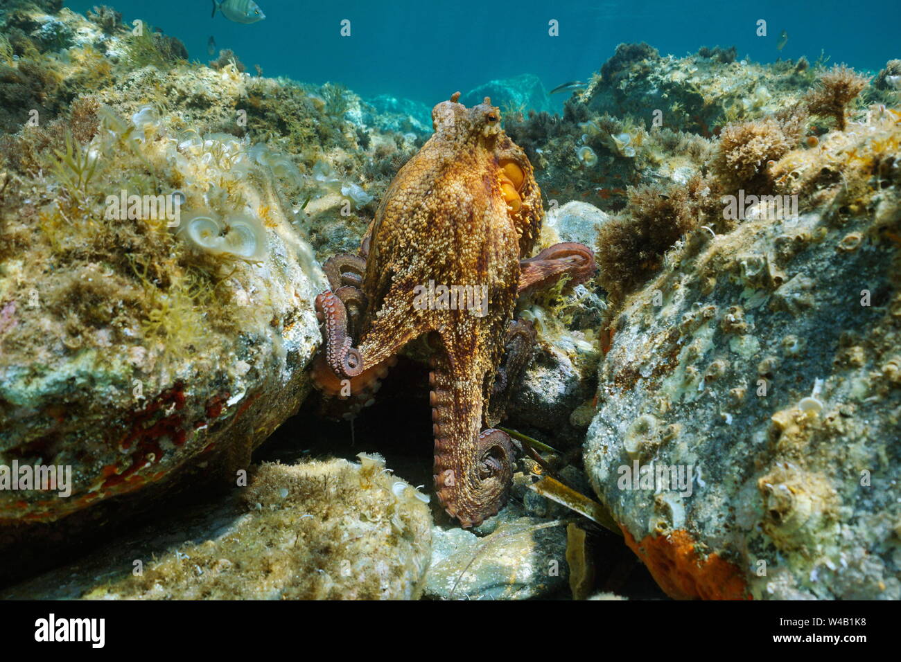 Underwater Octopus vulgaris mollusc in the Mediterranean sea, Spain, Costa Brava, Catalonia Stock Photo