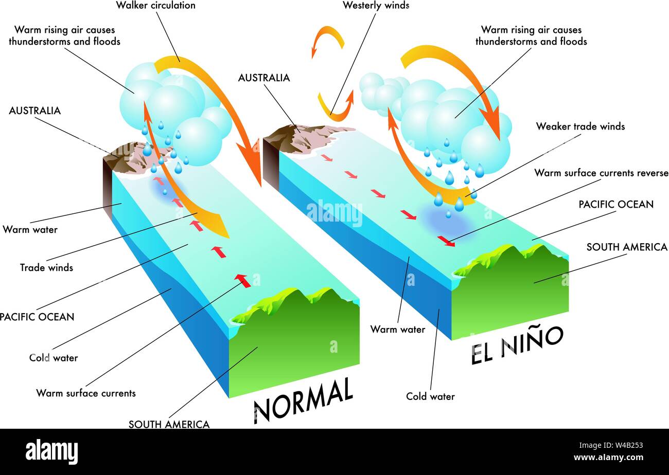 Scientific illustration of the causes and effects of a El Niño Stock Vector