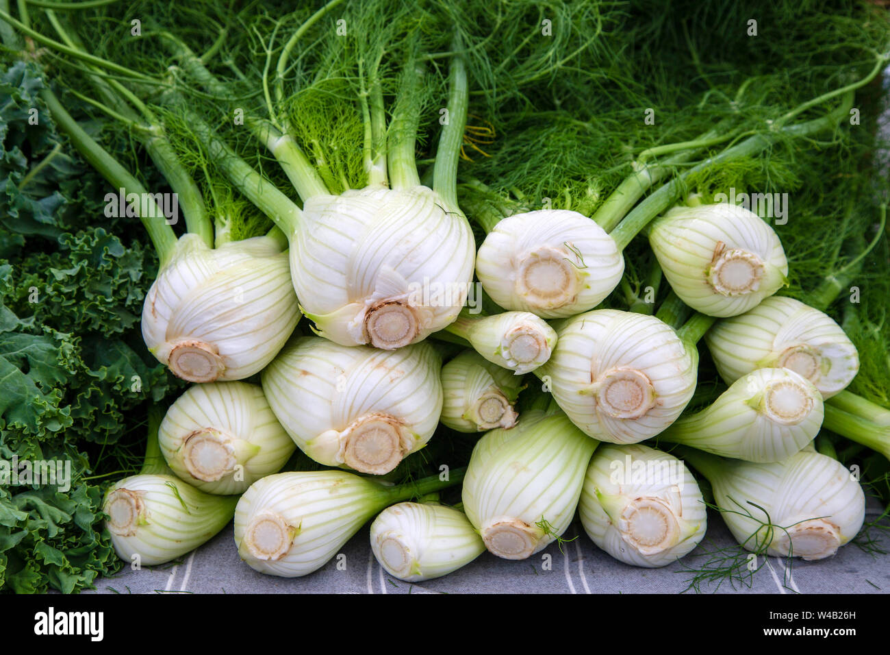Display of fresh ripe organic fennel at the weekend farmer's market in the Okanagan Valley city of Penticton, British Columbia, Canada. Stock Photo
