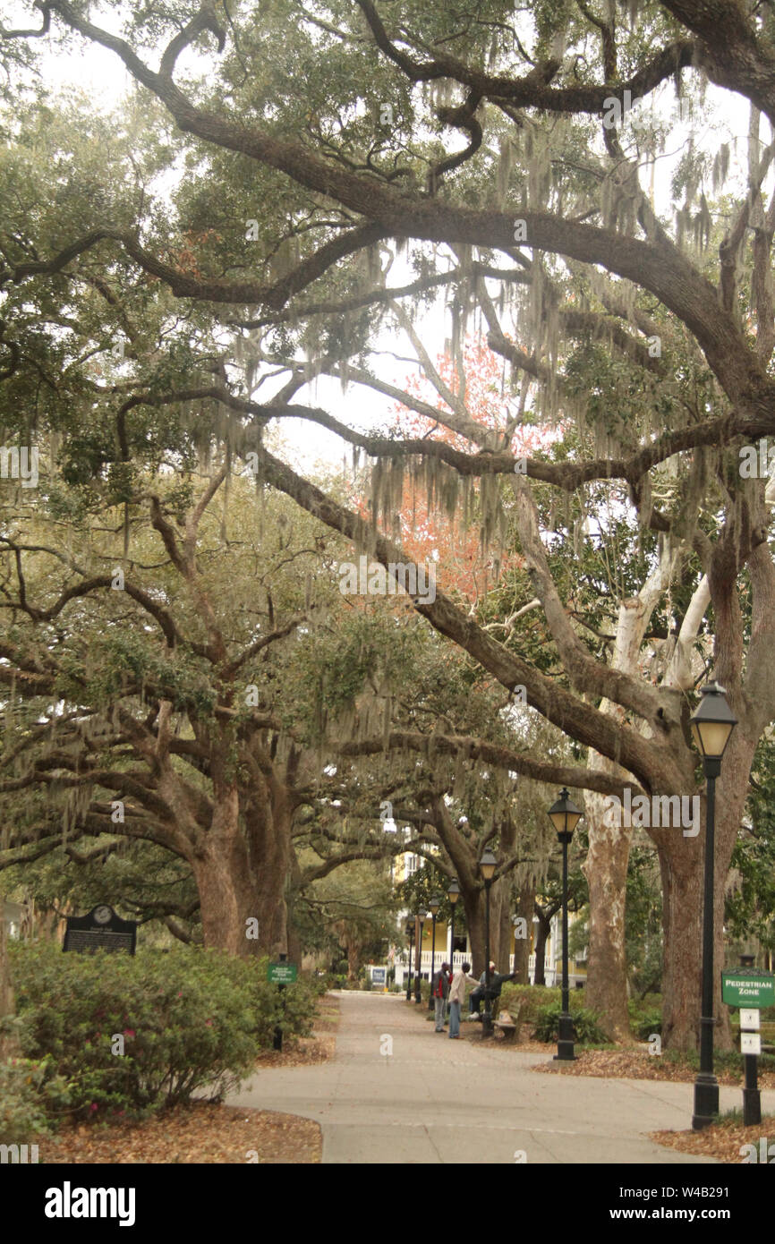 People on the alleys and Spanish moss hanging from the old oak trees in