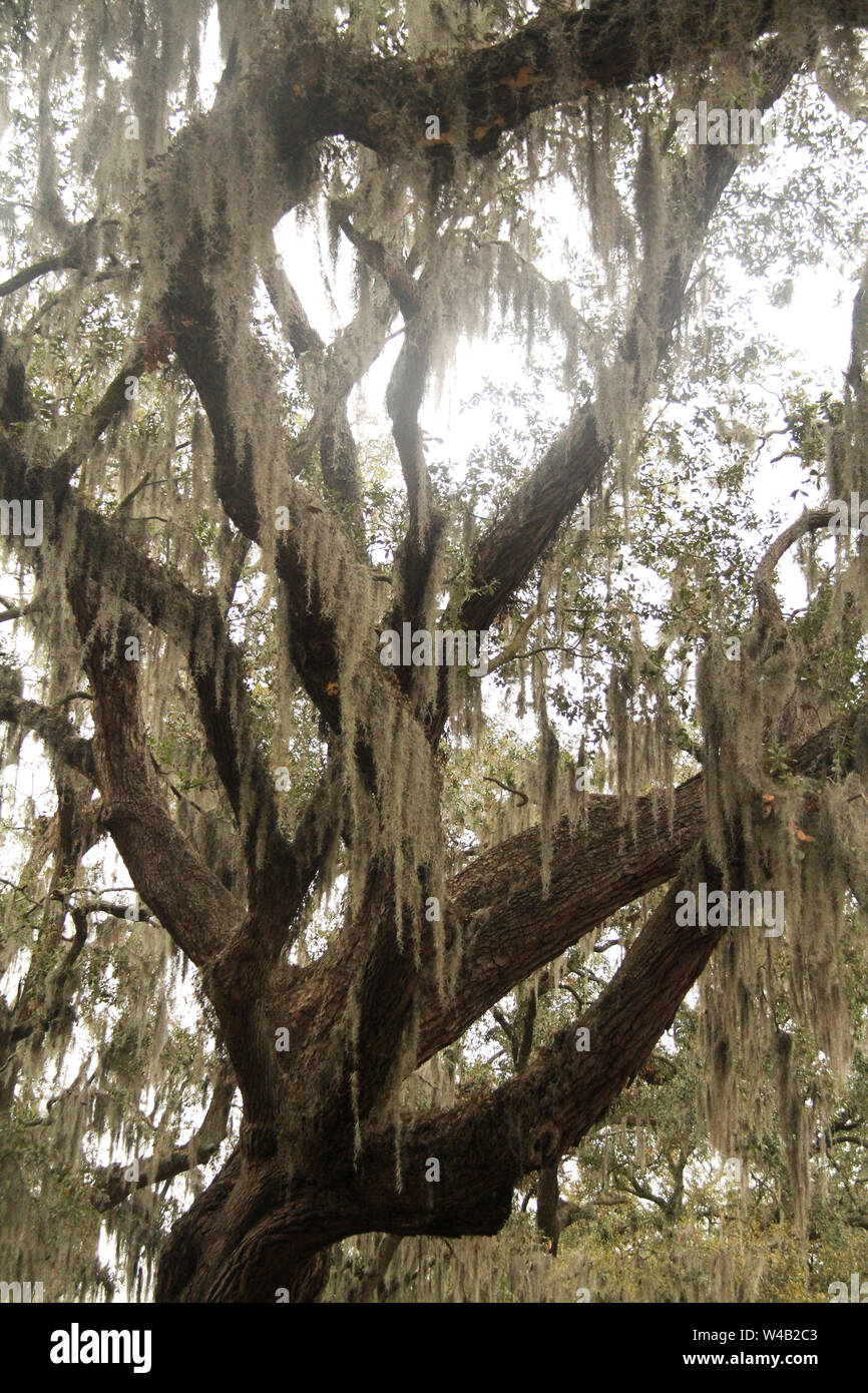 What's Hanging from the Trees in Savannah? - Spanish Moss