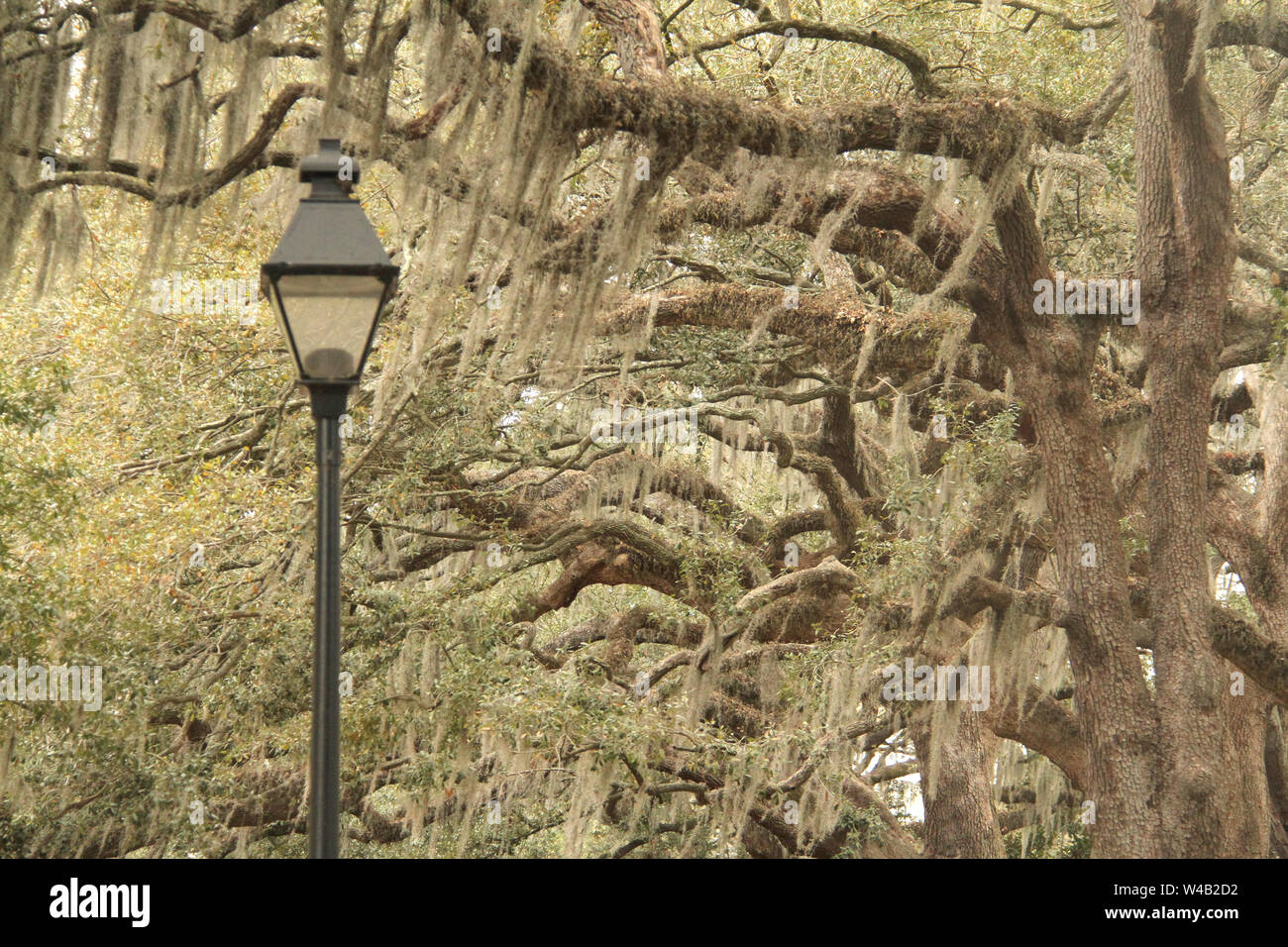 Spanish Moss hanging on the trees of Forsyth Park, in Savannah, GA, USA