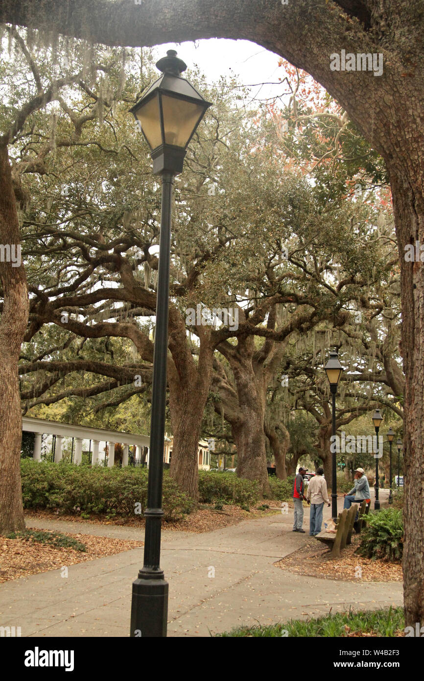 Savannah moss hanging from trees hires stock photography and images