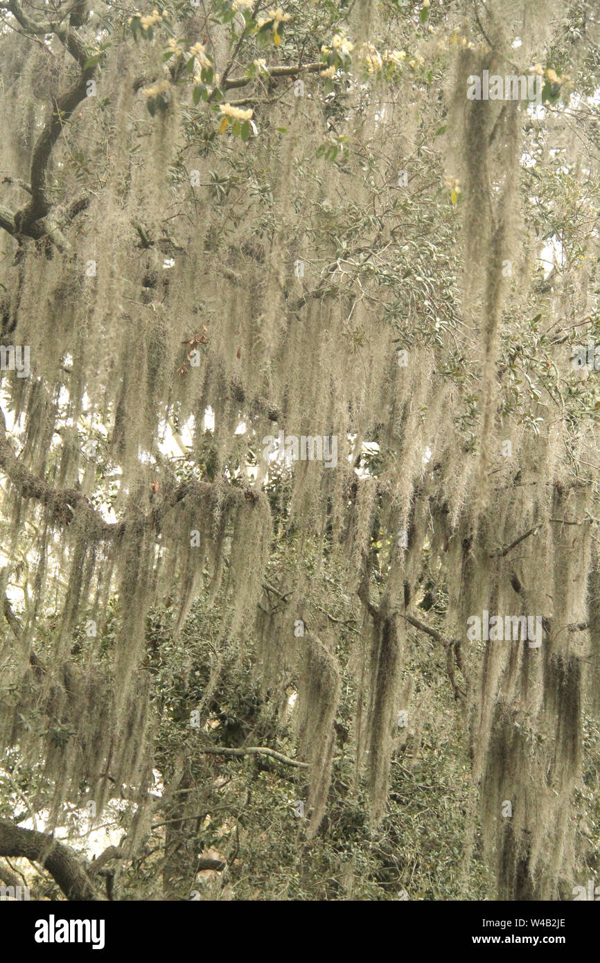 Spanish Moss Savannah High Resolution Stock Photography and