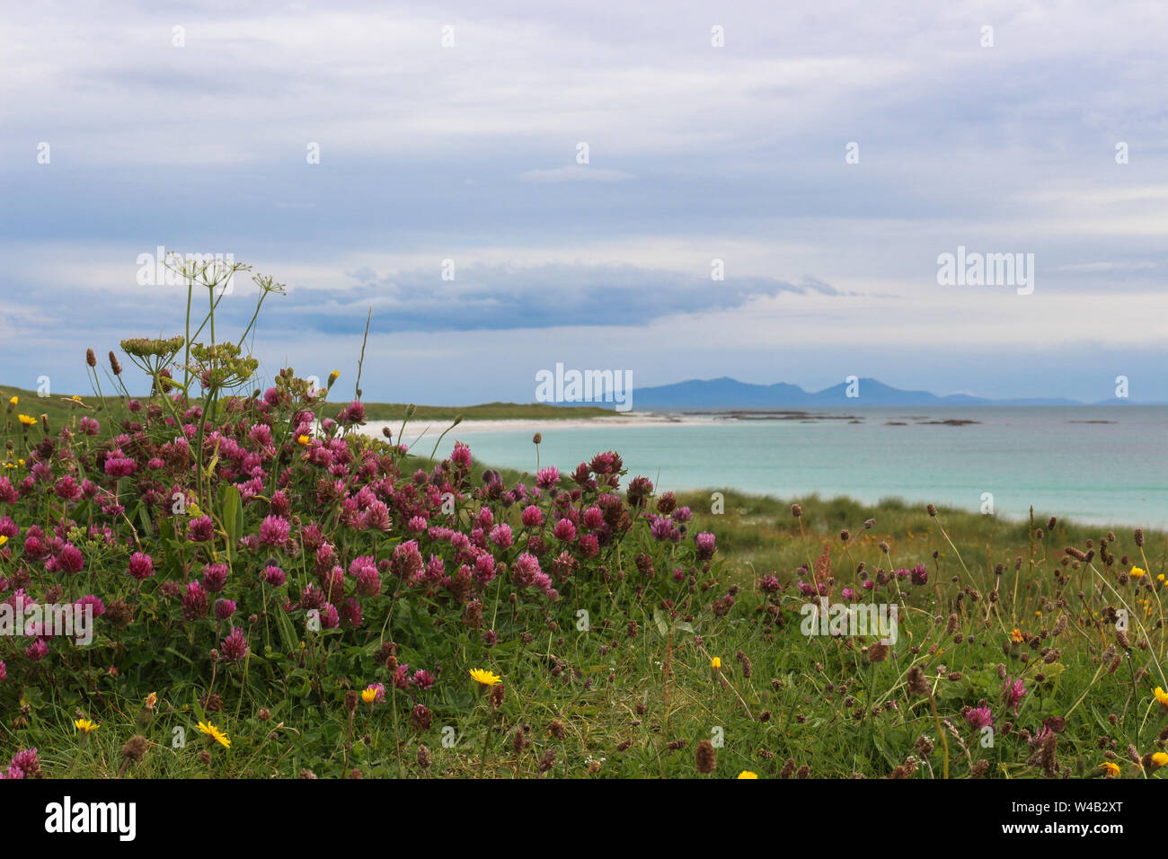 Machair wildflowers on the coast of North Uist, Traigh Iar beach and South Uist hills in background, RSPB Balranald, Scotland Stock Photo
