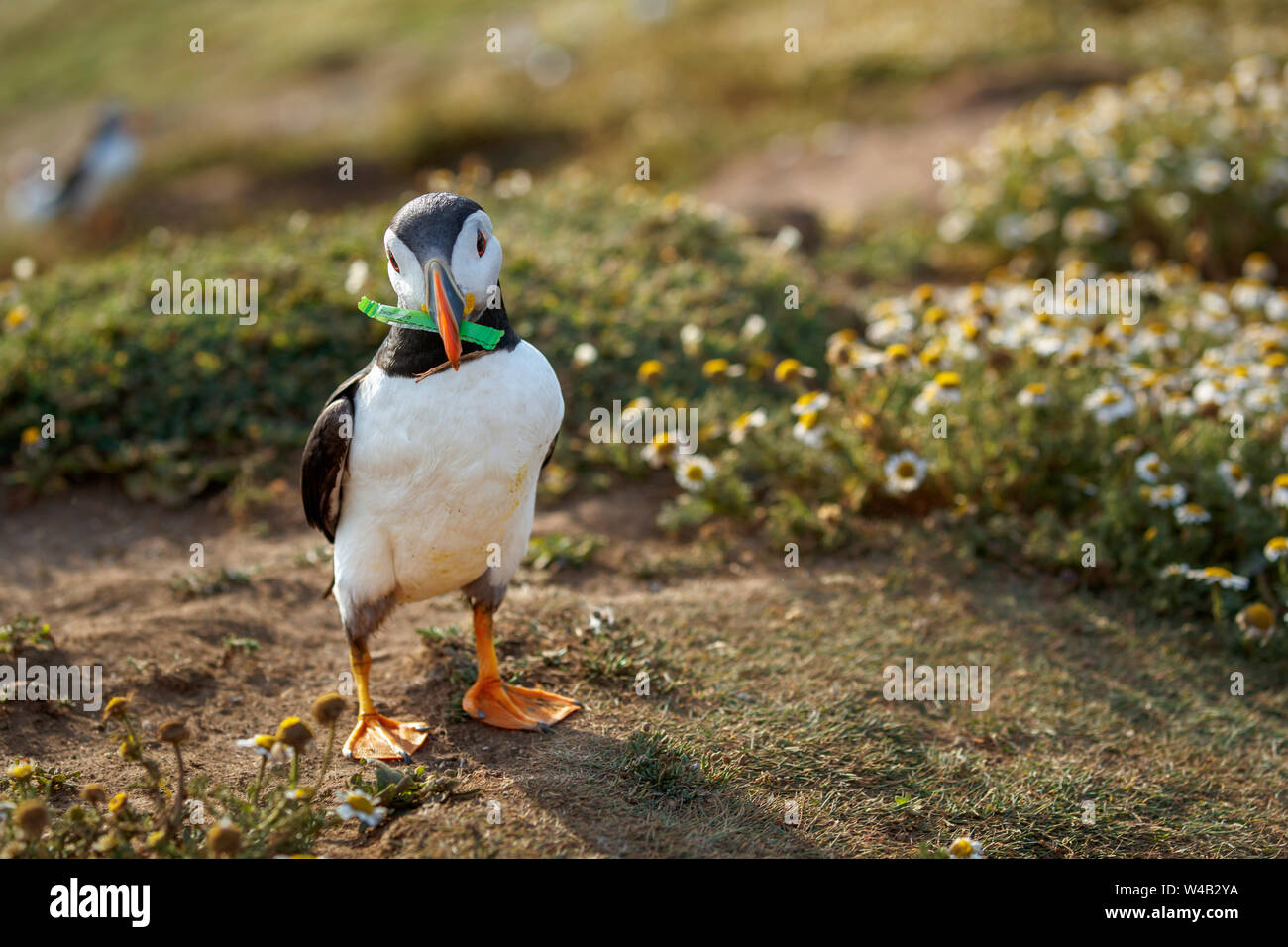 An Atlantic puffin (Fratercula arctica) carries a strip of green plastic rubbish collected for nesting material in its burrow on Skomer, west Wales Stock Photo