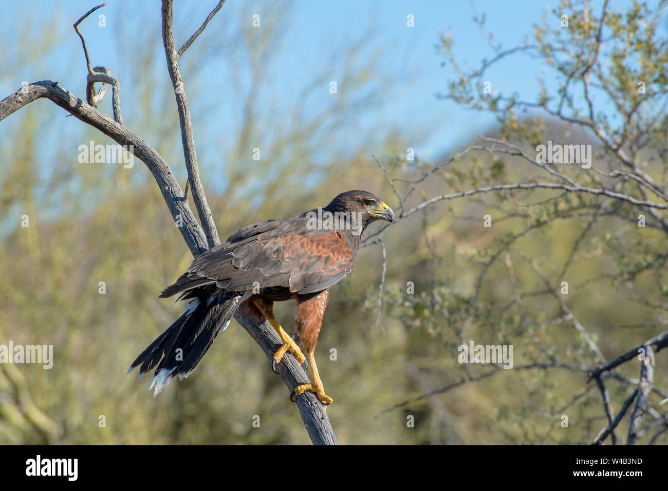 Juvenile harriss hawk hi-res stock photography and images - Alamy