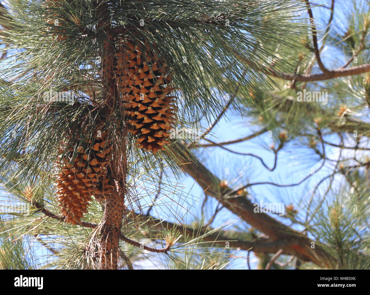 Large, beautiful pine cones hang from a branch in the woods, northern California. Stock Photo