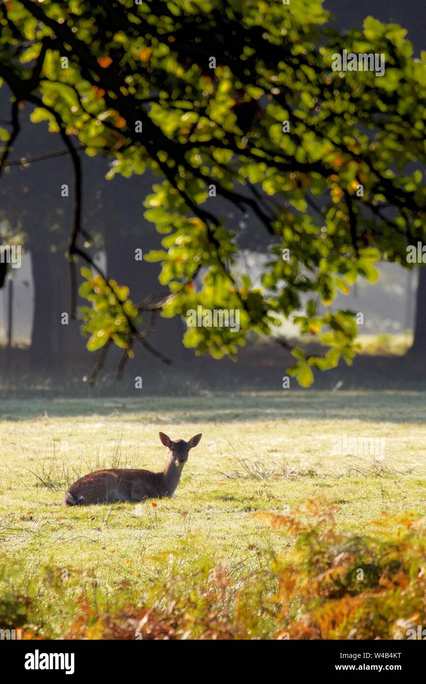 Female Fallow deer lying down under a tree on a cold autumn morning