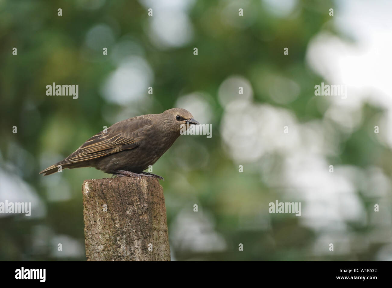 Juvenile Starling perching on a post in a garden in the Lake District, England Stock Photo