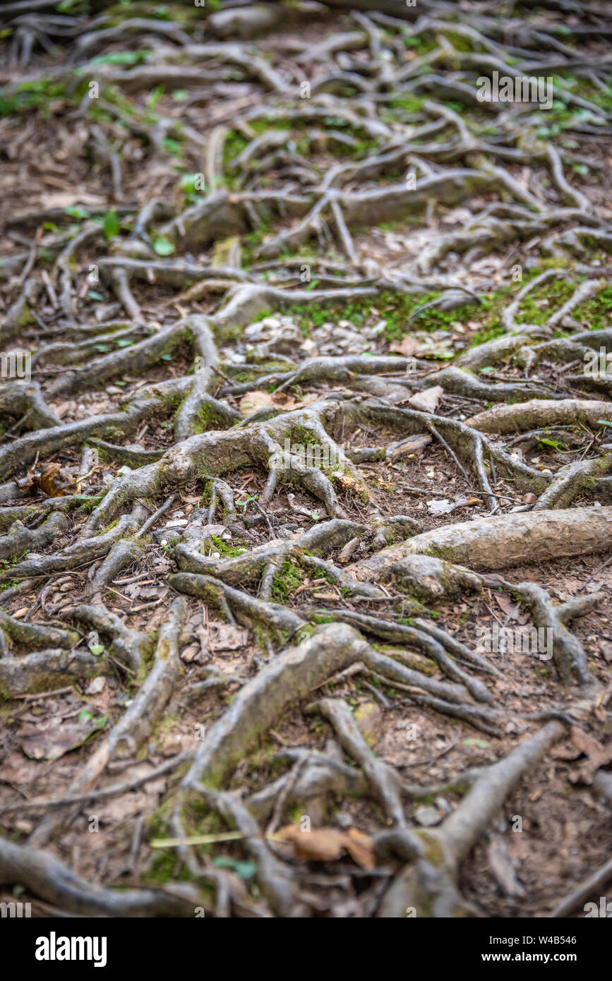 Root covered trail at Smithgall Woods State Park in the Blue Ridge Mountains at Helen, Georgia. (USA) Stock Photo