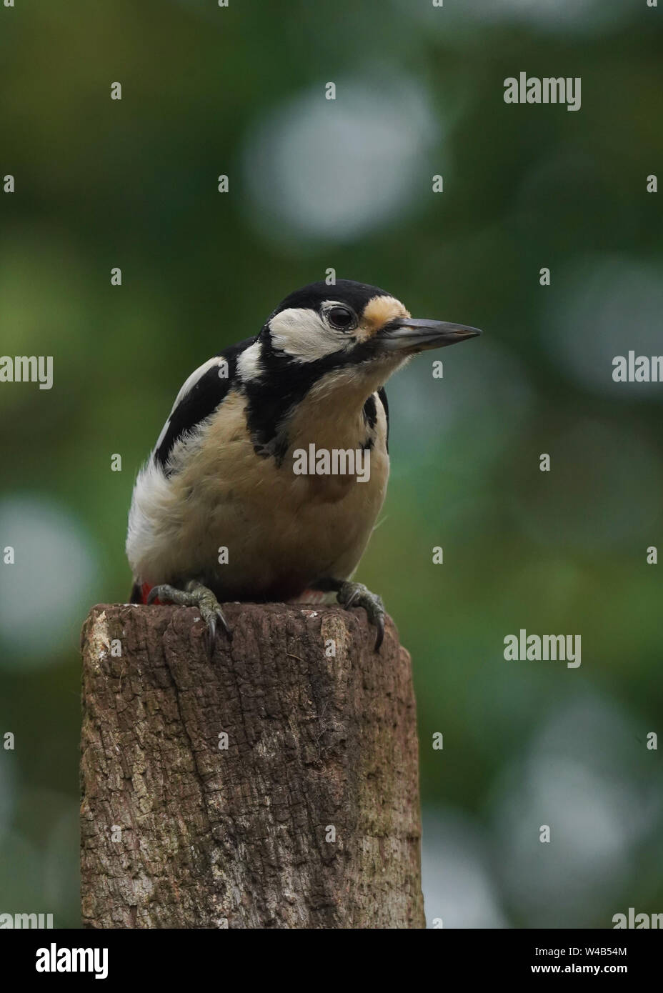 Female Great spotted woodpecker, perched on a post in a garden in the Lake District, England Stock Photo