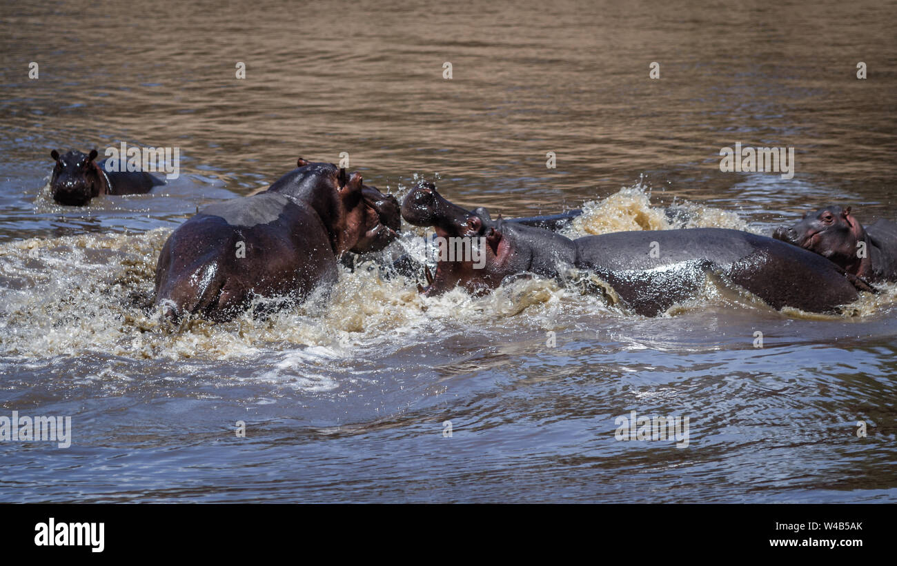 Narok, Kenya. February 6, 2011. Two hippos (Hippopotamus amphibius) square up in the Mara River, Masai Mara National Reserve. Stock Photo