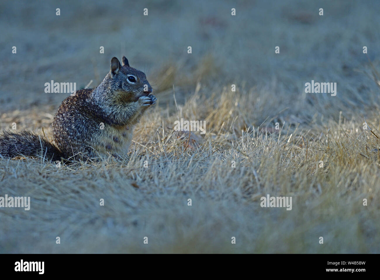 A Gopher outside his home Stock Photo Alamy