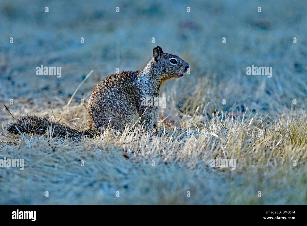 A Gopher outside his home Stock Photo Alamy