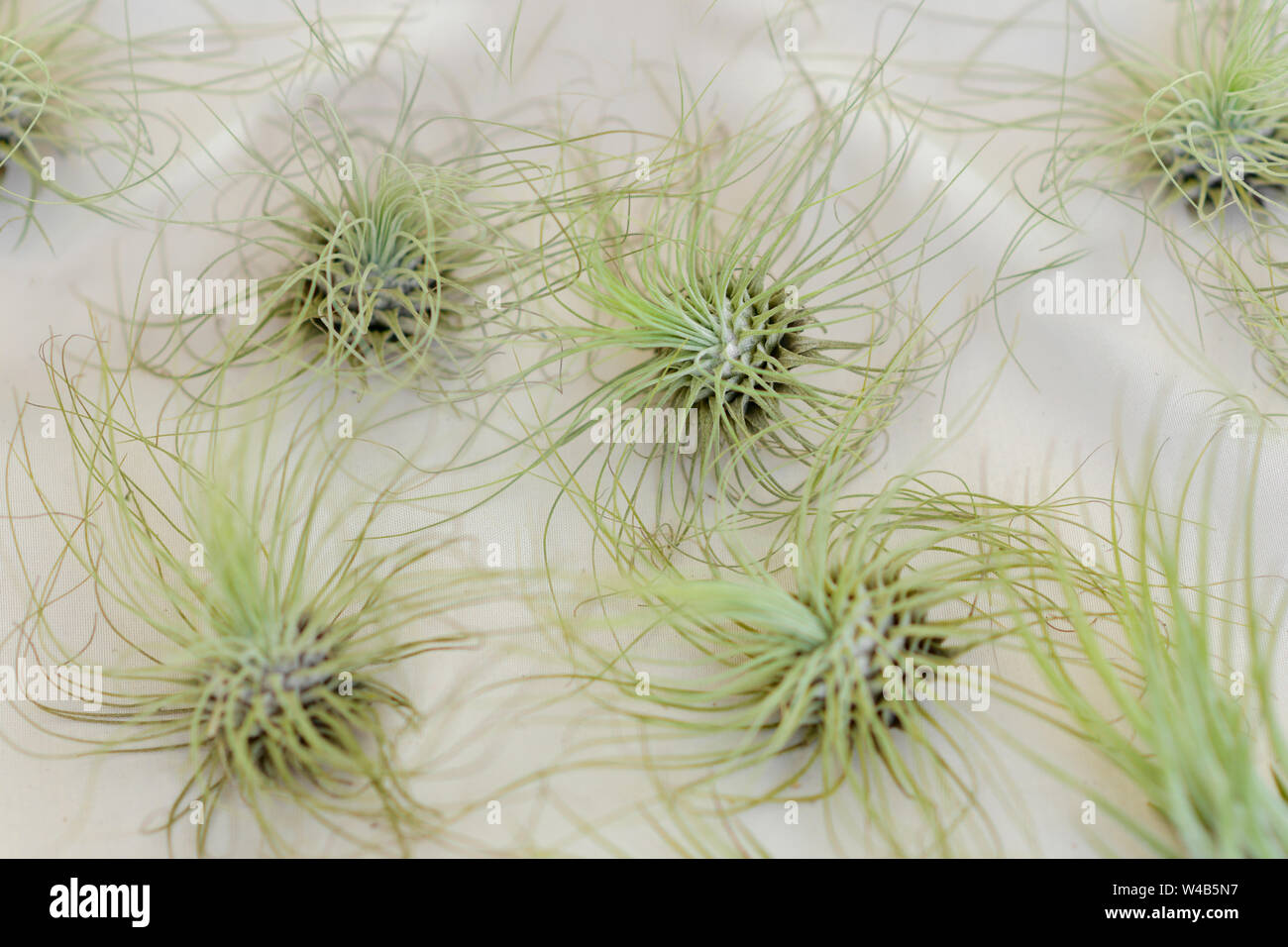 Tillandsia air plants on a white background Stock Photo