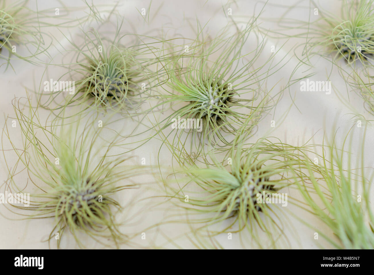 Tillandsia air plants on hi-res stock photography and images - Alamy