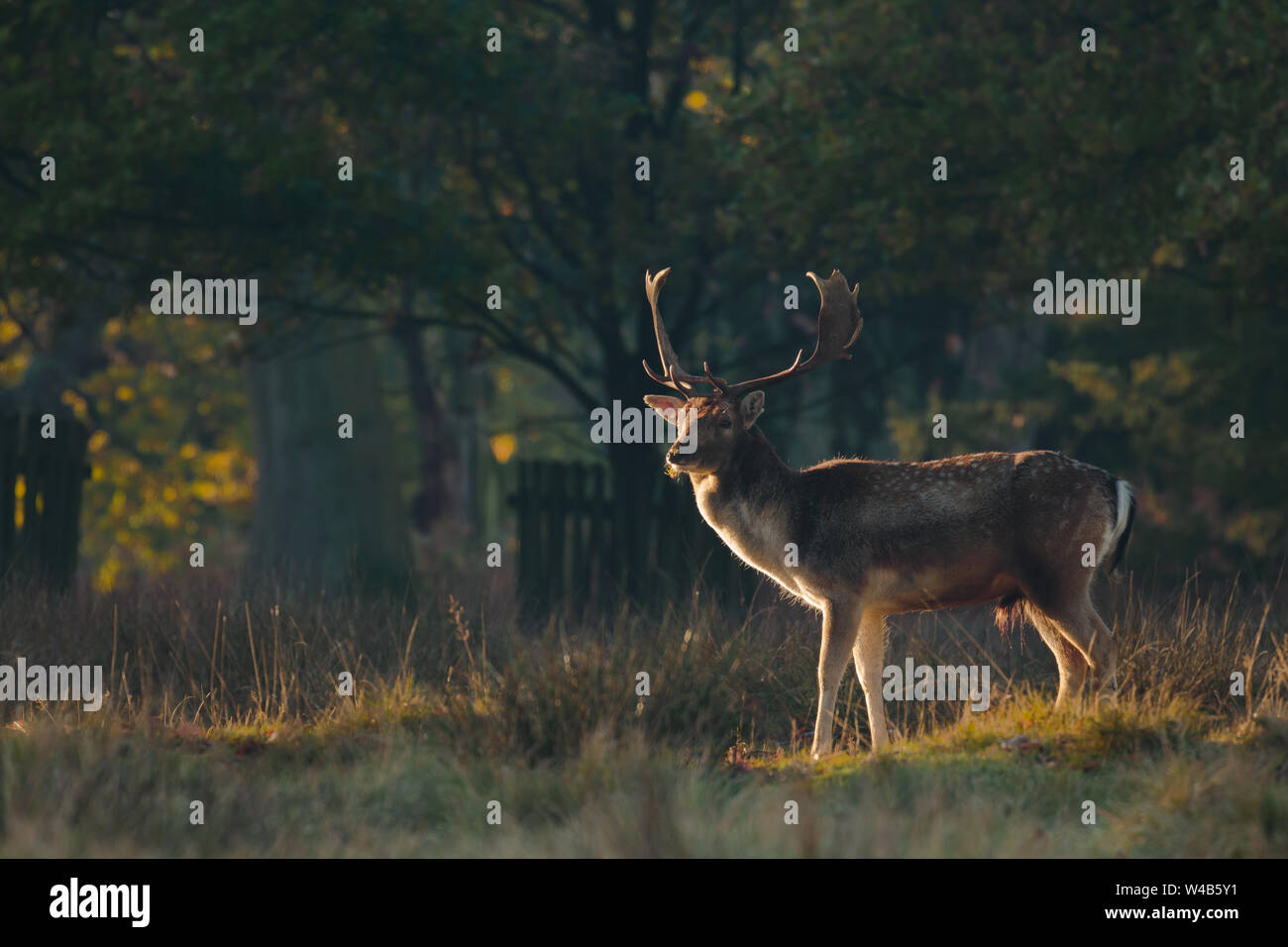 Fallow deer stag standing in a woodland at sunrise Stock Photo