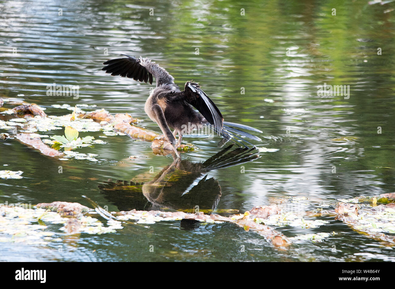 Birds drying wings hi-res stock photography and images - Alamy